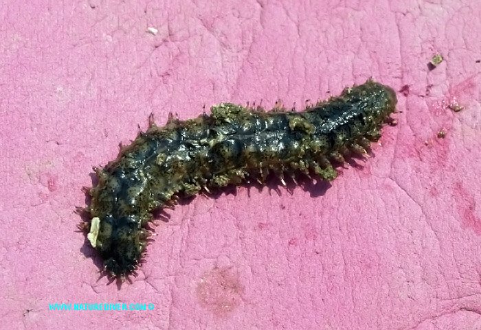 Fifteen-Scaled Worm (Harmothoe imbricata)