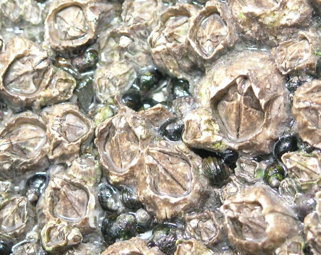 Acorn Barnacle (Balanus glandula)