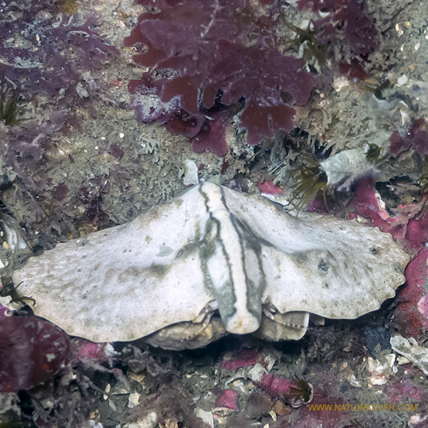 Butterfly Crab (Cryptolithodes typicus)