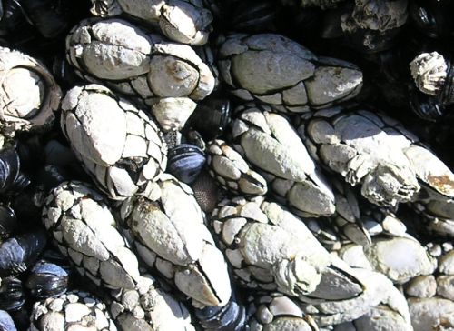 Goose Barnacle (Pollicipes polymerus)