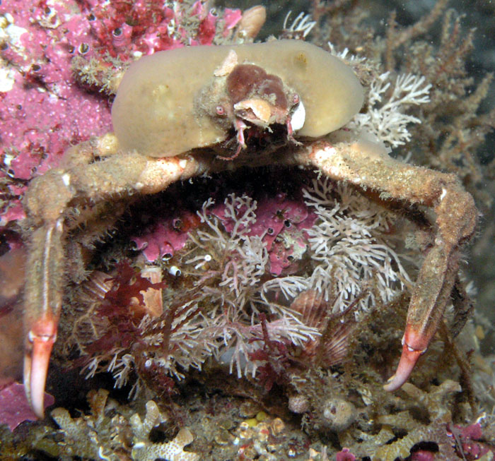 Masking Crab (Loxorhynchus crispatus)