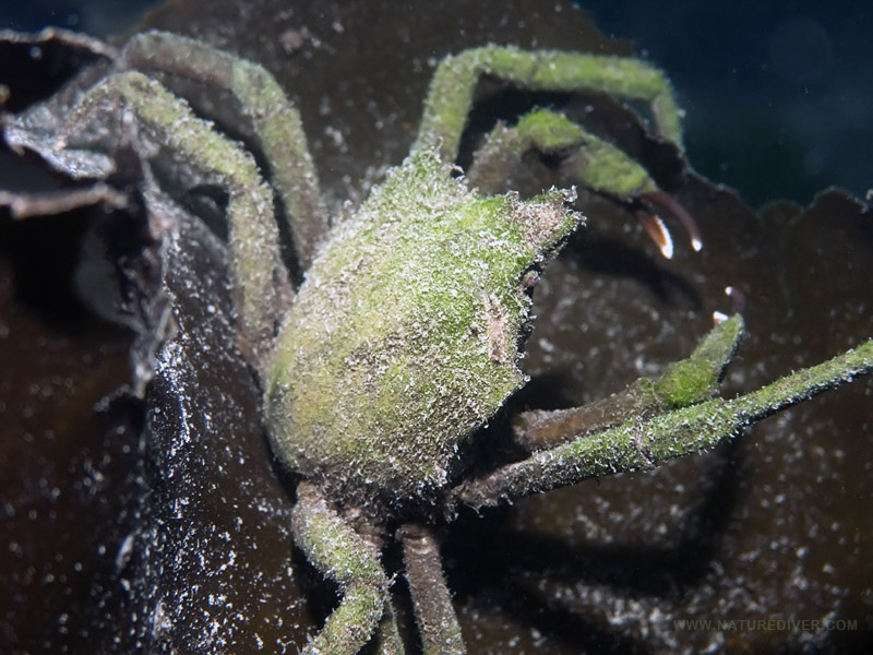 Northern Kelp Crab (Pugettia producta)
