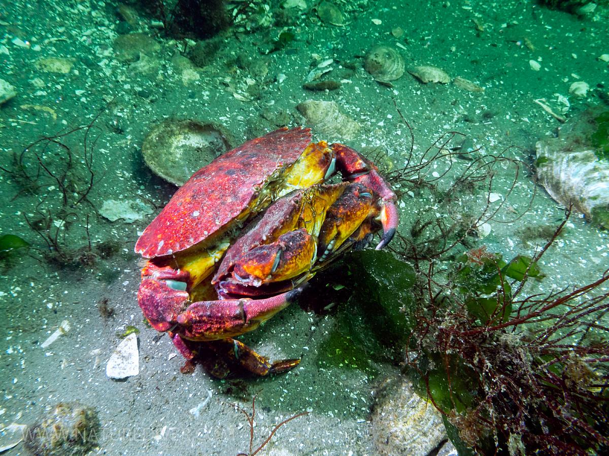 Red Rock Crab (Cancer productus) 3
