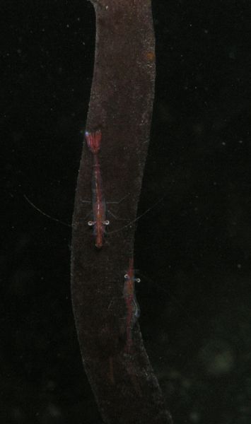 Slender shrimp (Heptacarpus tenuissimus)