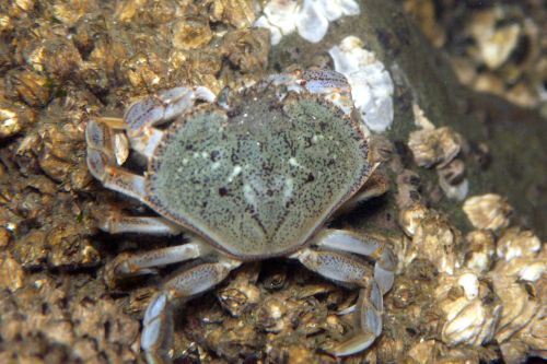 Yellow Shore Crab (Hemigrapsus oregonensis)