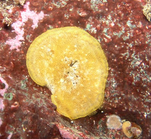 Single-Horn Bryozoan (Schizoporella unicornis)