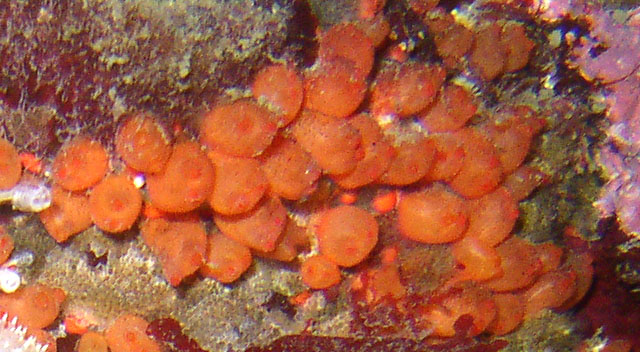 Orange Social Tunicate (Metandrocarpa taylori)