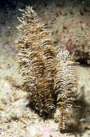 Fish-Bone Hydroid (Selaginopsis sp)