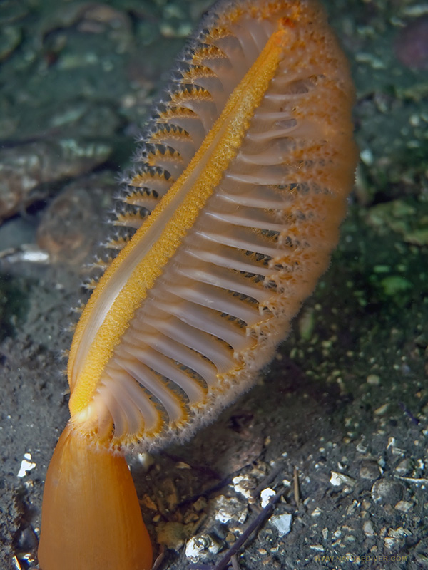 Orange Sea Pen (Ptilosarcus gurneyi)
