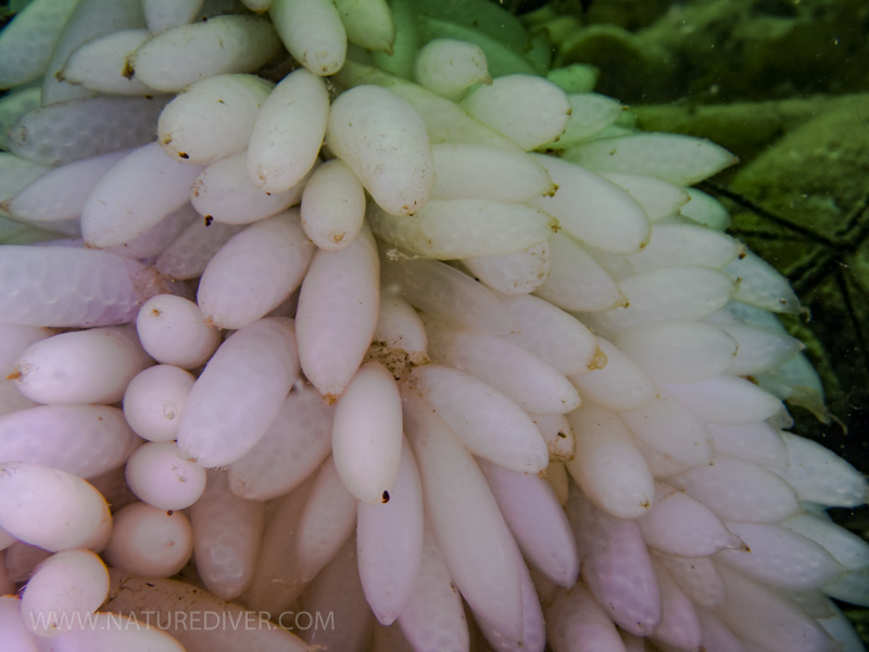 Opalescent Squid (Doryteuthis opalescens) - eggs