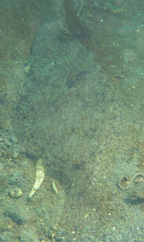 Sand Sole (Psettichthys melanostictus)