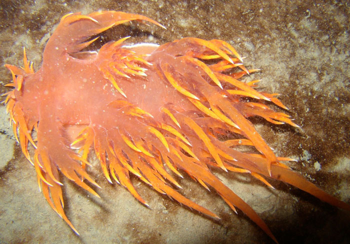 Giant Nudibranch (Dendronotus irus)-orange