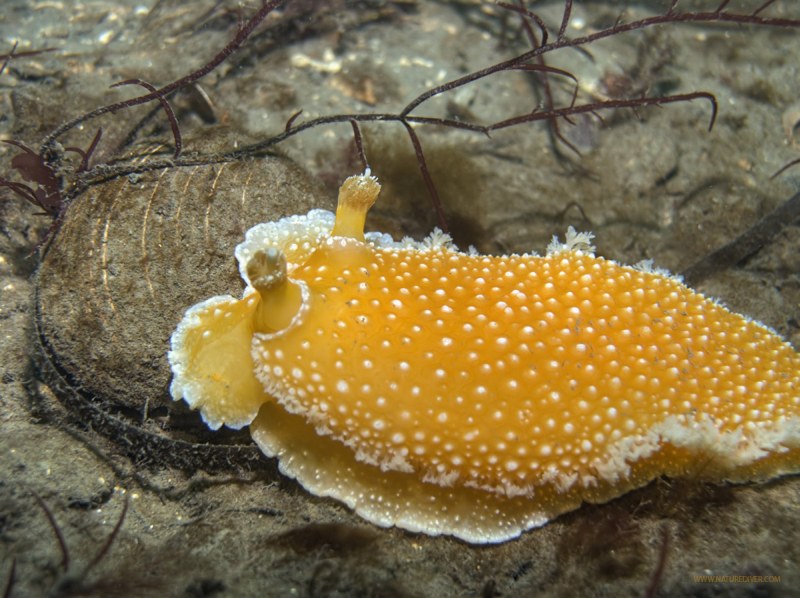 Orange Peel Nudibranch (Tochuina tetraquetra)