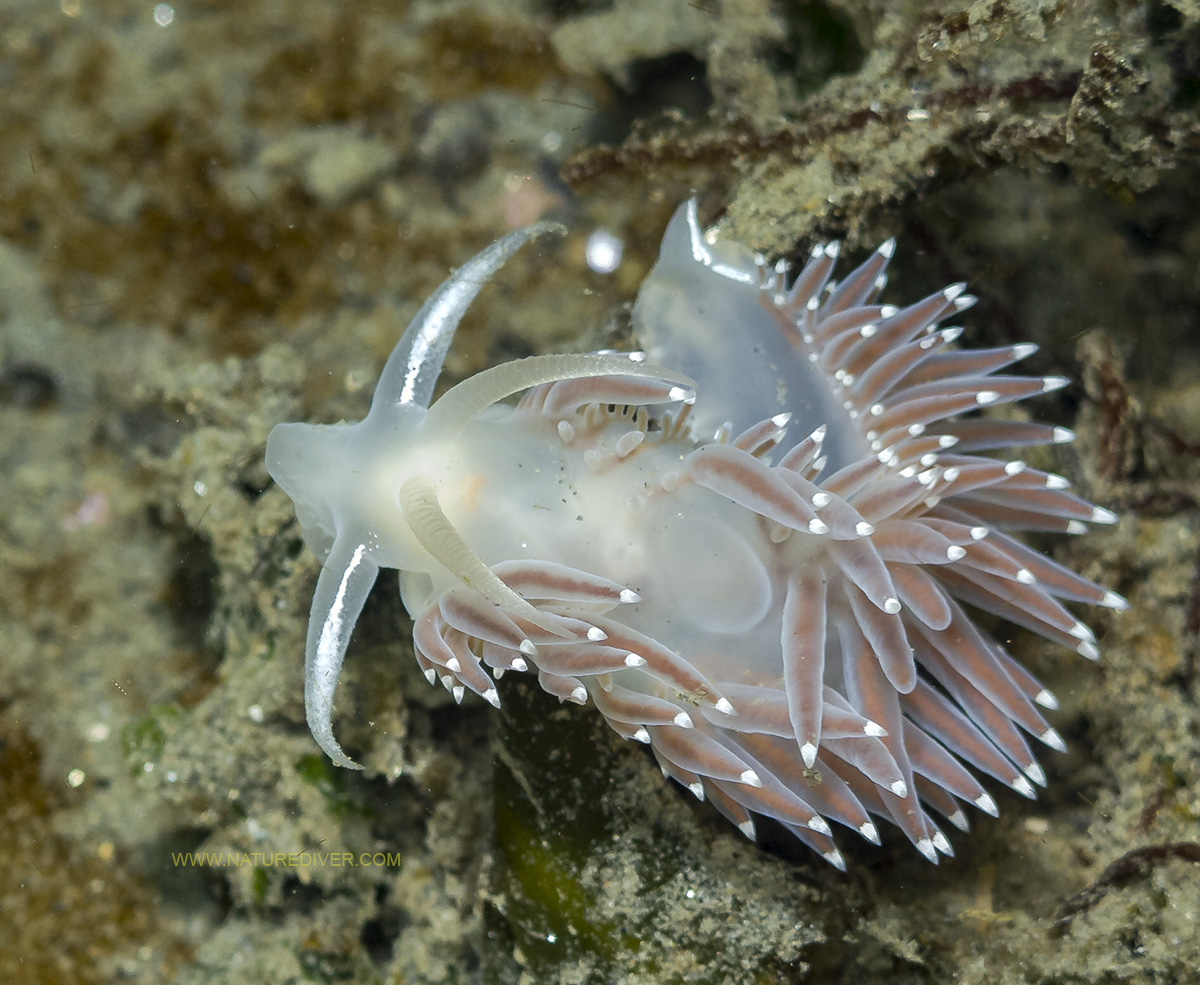 Red Flabellina (Flabellina triophina)