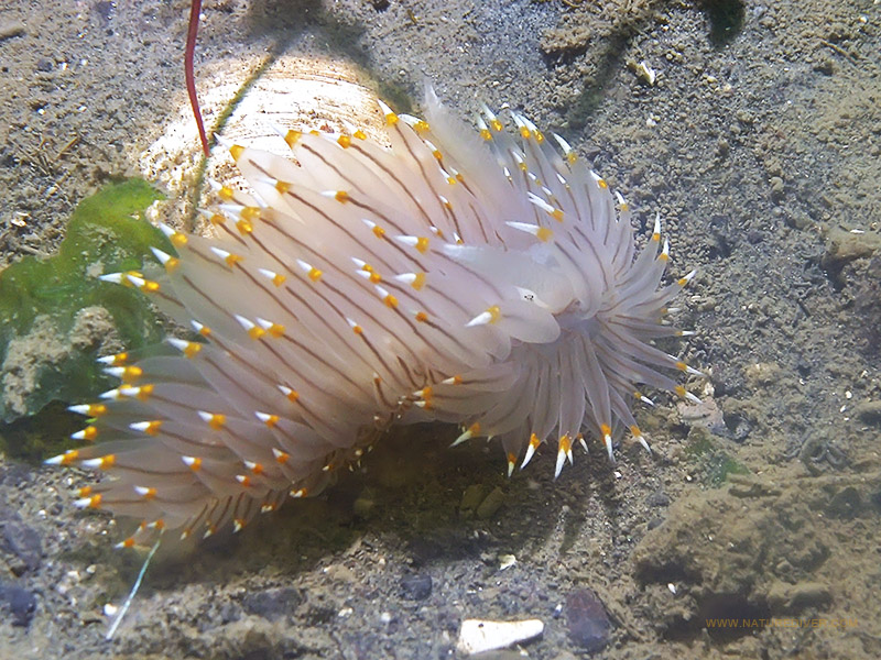 White and Orange Tipped Nudibranch (Janolus fuscus)