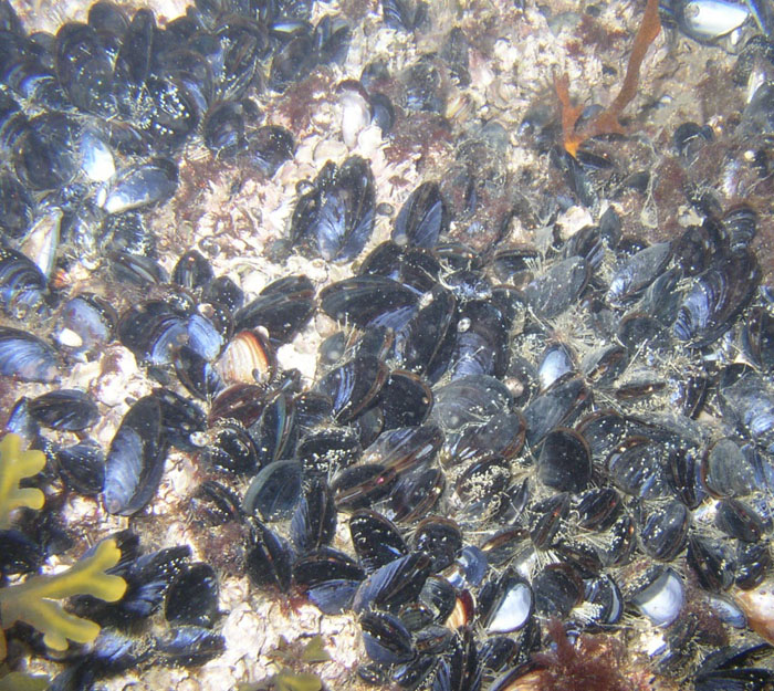 Bay or Blue Mussle (Mytilus edulis)