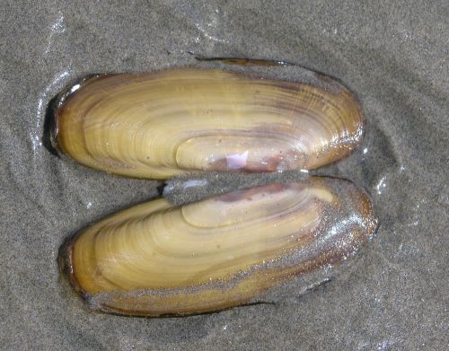 Razor Clam (Siliqua patula)