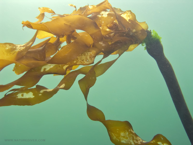 Bull Kelp (Nereocystis luetkeana)