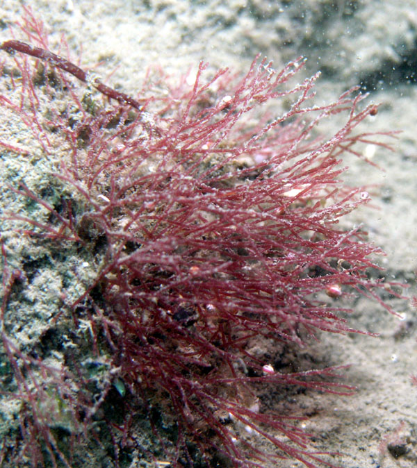 Bushy Ahnfelts Seaweed (Ahnfeltia)