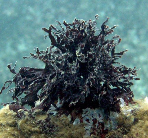 Dictyota binghamiae - Brown Seaweed