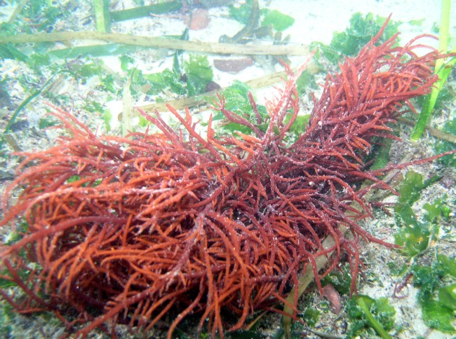 Red spaghetti seaweed (Sarcodiotheca gaudichaudii)