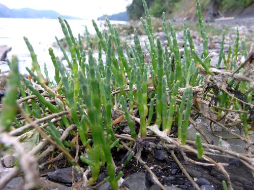 Sea Asparagus (Salicornia)