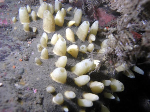 Aggregated Vase Sponge (Polymastia pachymastia)