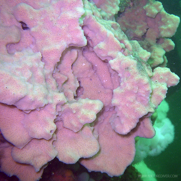 Hard Gnarled Clump Sponge (Xestospongia hispida)