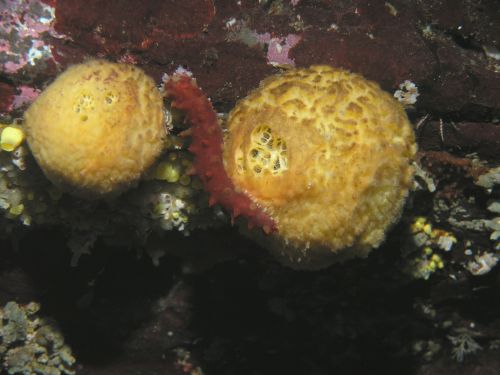 Orange Ball Sponge (Tethya californiana)