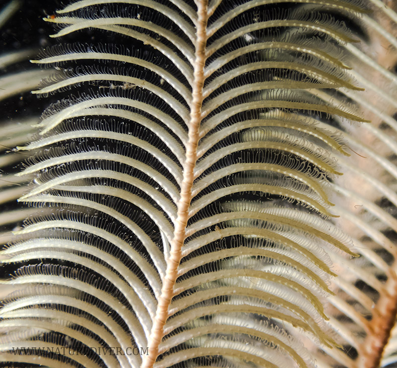 Feather Star (Florometra serratissima) - macro
