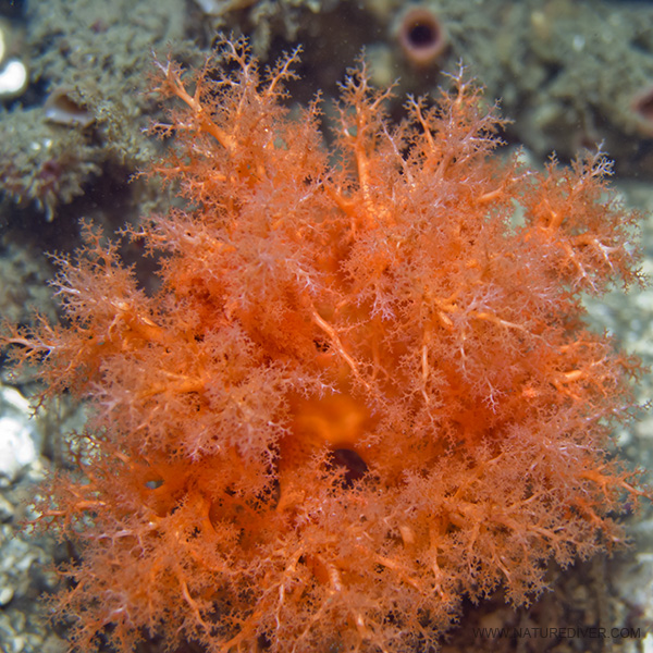 Orange Sea Cucumber (Cucumaria miniata)