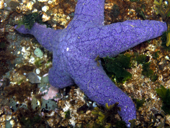 Purple or Ochre Star (Pisaster ochraceus)