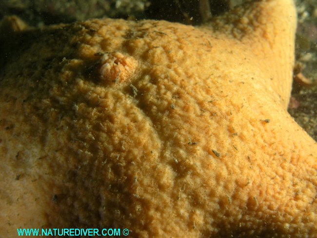 Wrinkled Star (Pteraster militaris)