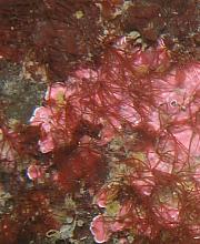 Coralline fringed tubeworm (Dodecaceria concharum)