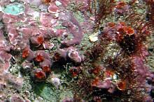 Dwarf Calcareous Tubeworms (Pileolaria spp)