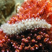 Fragile Ruffled Scaleworm (Arctonoe fragilis)