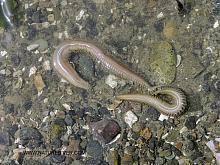 Goddess-Worm (Nephtys spp) 1