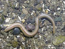 Goddess-Worm (Nephtys spp) 2