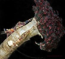 Northern Feather Duster Worm (Eudistylia vancouveri)