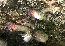 Red Tube Worm (Serpula vermicularis)