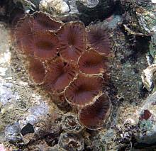 Slime Tube Worm (Myxicolla infundibulum)