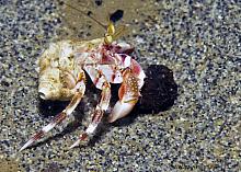 Alaskan Hermit crab (Pagurus ochotensis)