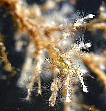 Alaskan Skeleton Shrimp (Caprella alaskana)
