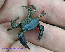 Black Clawed Crab (Lophopanopeus bellus)