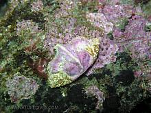 Butterfly Crab (Cryptolithodes typicus) 1