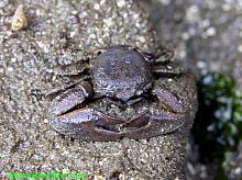 Flattop Crab (Petrolisthes eriomerus)