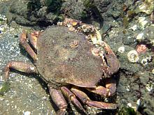 Graceful Crab (Cancer gracilis)
