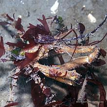 Graceful decorator crab (Oregonia gracilis)