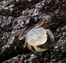 Mottled Pea Crab (Opisthopus transversus)