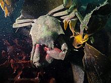 Northern Kelp Crab (Pugettia producta)2